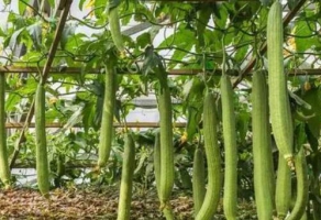 丝瓜